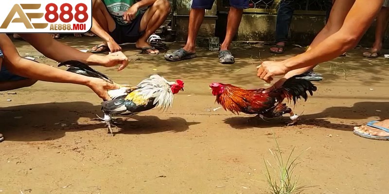 BDD đại diện cho lựa chọn cược trận đấu có kết quả hòa