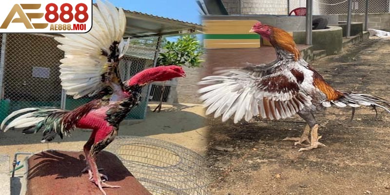 Cách chơi đá gà AE888 không hề phức tạp như bạn nghĩ 