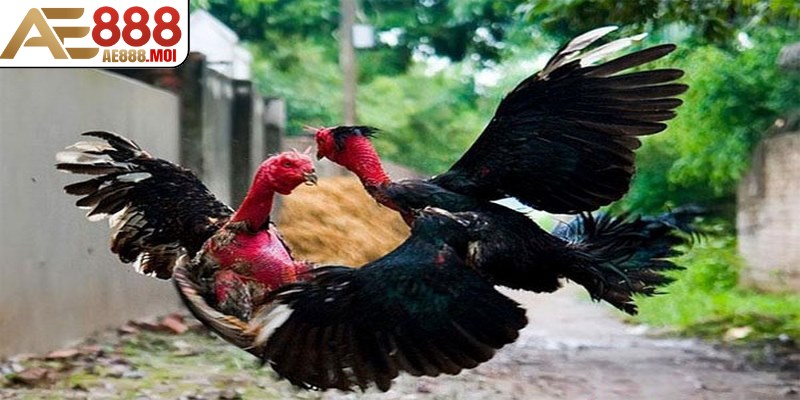 Các trận đấu đá gà thường được tổ chức vào các ngày cuối tuần