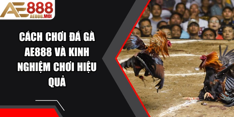 Cách Chơi Đá Gà AE888