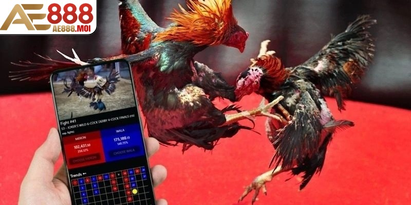 Người chơi tham gia đá gà cựa sắt sẽ nhận được mức thưởng vô cùng hấp dẫn
