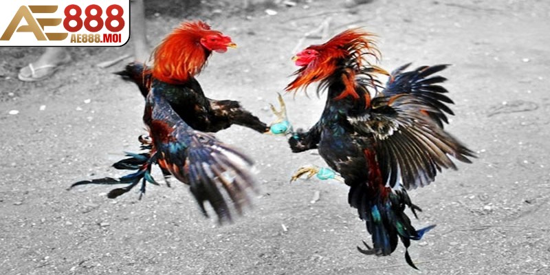 Nghiên cứu chấp - Cách chơi đá gà cựa sắt AE888