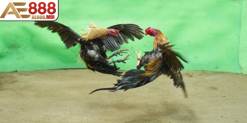 Tìm kiếm và nghiên cứu bảng thành tích của gà