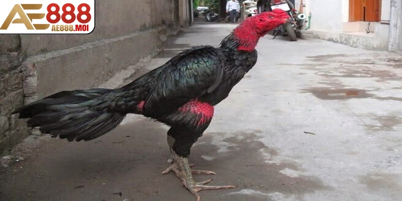 Cách đúc gà đá AE888 không đơn thuần là lai tạo