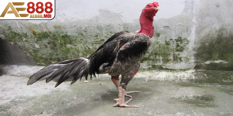 Mỗi buổi tập kéo dài 10–15 phút, giúp quen phản xạ