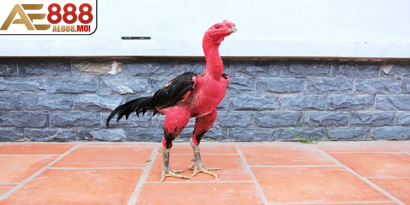 Sản sinh những con gà chọi có khả năng vượt trội