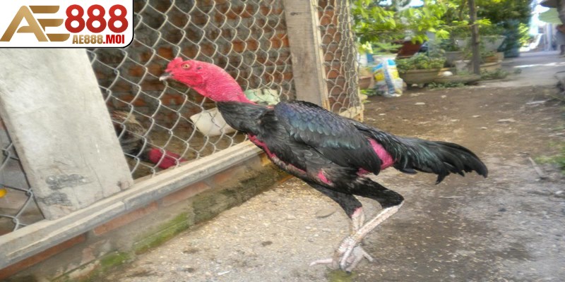 Thời điểm phối hợp ảnh hưởng lớn đến chất lượng trứng