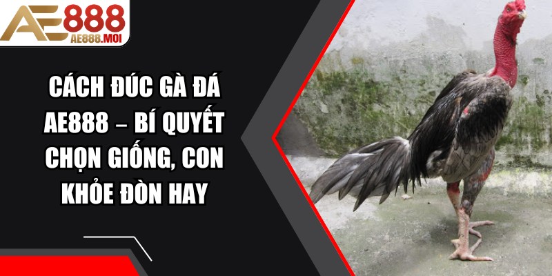 Cách Đúc Gà Đá AE888