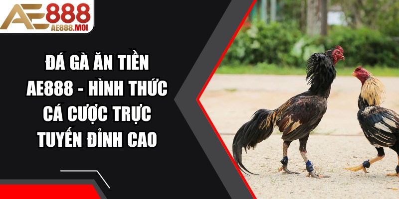 Đá Gà Ăn Tiền AE888