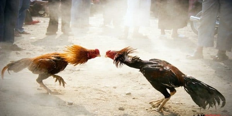 Trước mỗi trận diễn ra, hệ thống sẽ hiển thị thông tin về trận chiến