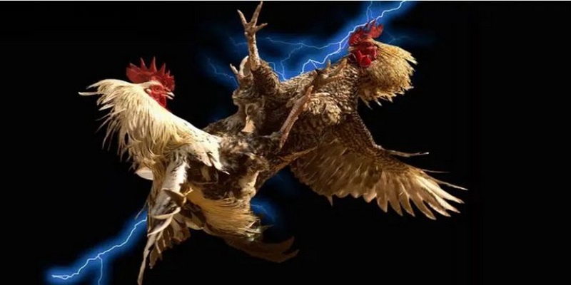  Tỷ lệ cược tại đá gà luôn nằm trong top cao nhất thị trường