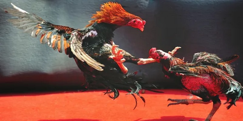 Đá gà thomo AE888 mang đến những trận đấu đỉnh cao, hấp dẫn