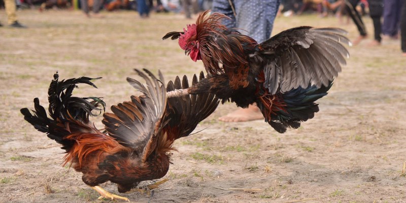 Cách thức để theo dõi trận đấu gà tre AE888 không bị gián đoạn