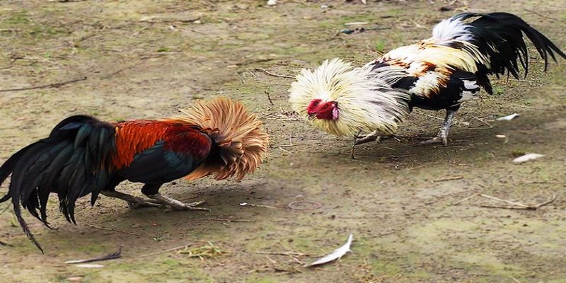 Kết quả thắng thua của trận đấu phụ thuộc vào nhiều yếu tố khác nhau