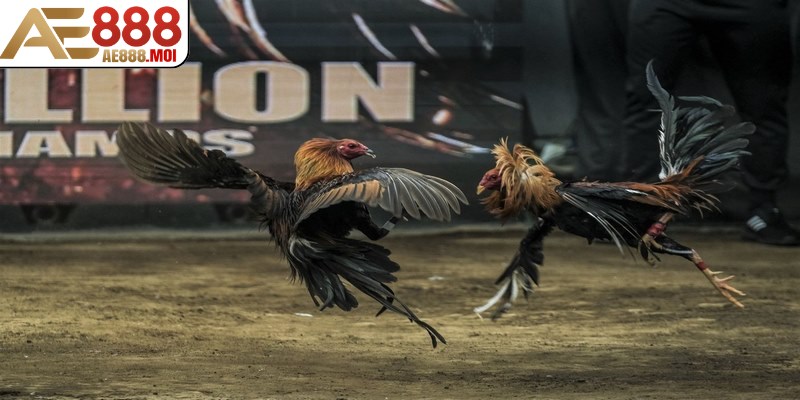 Tổng quan về đá gà trực tiếp casino AE888