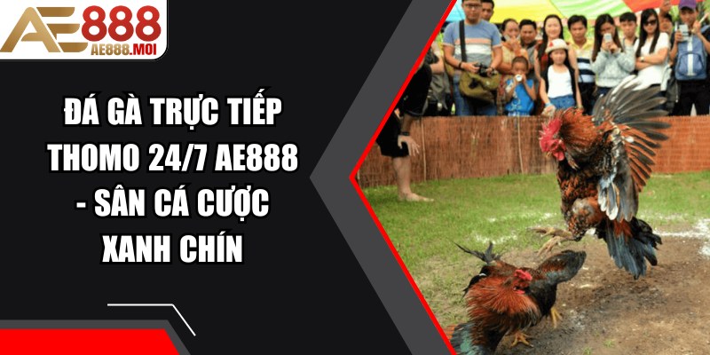 Đá Gà Trực Tiếp Thomo 24/7 AE888