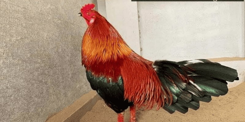 Cách tham gia chơi đá gà xanh trích AE888