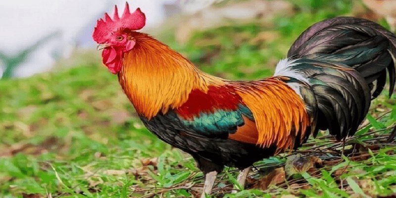 Kết quả trận đấu đá gà xanh trích AE888 phụ thuộc vào nhiều yếu tố khác nhau