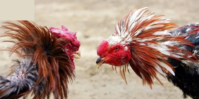 Người mới có thể dễ dàng tiếp cận gà đá cựa dao AE888 một cách an toàn