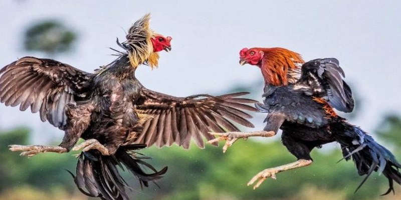 Khái niệm cơ bản về hình thức gà đá cựa dao AE888