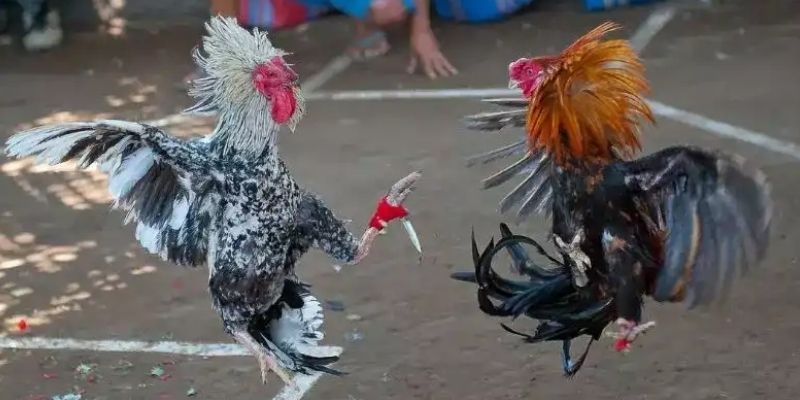 Đá gà cựa dao AE888 được xem là lựa chọn có tiềm năng lâu dài