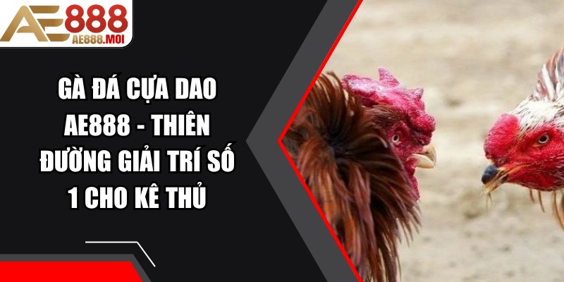Gà Đá Cựa Dao AE888