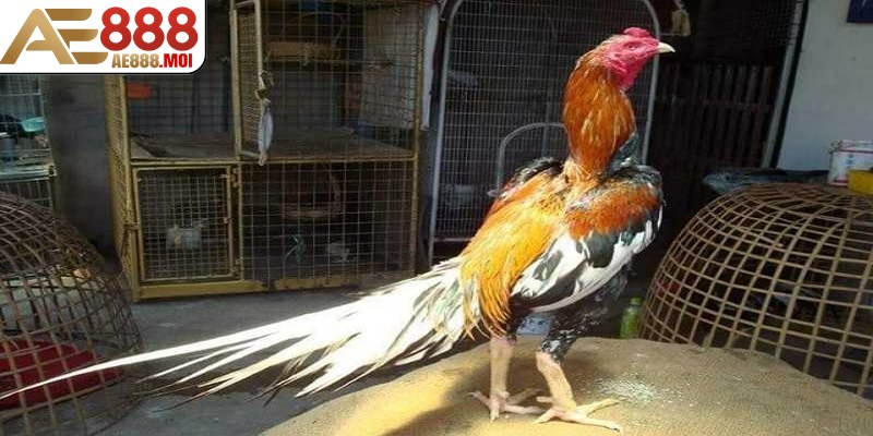 Bạn cần theo dõi phong độ thi đấu của cả gà chọi Thái Lan và đối thủ