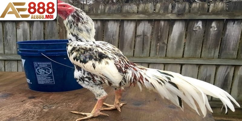 Màu lông của gà đòn Thái Lan AE888 rất đa dạng