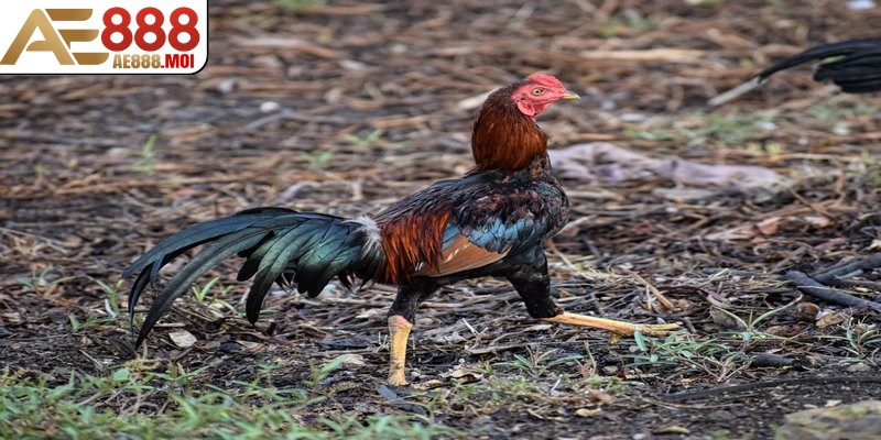 Gà đòn Thái Lan AE888 uy tín có nguồn gốc từ Thái Lan