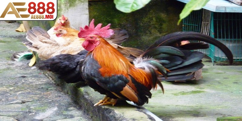 Xem xét lịch sử chiến đấu của gà đòn Thái Lan