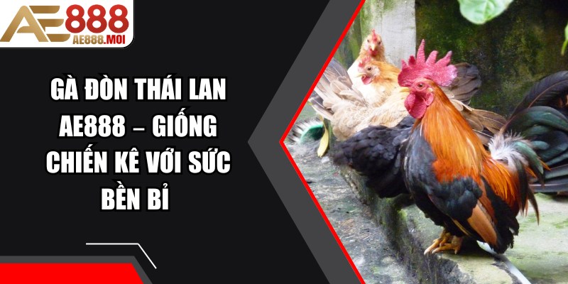 Gà Đòn Thái Lan AE888