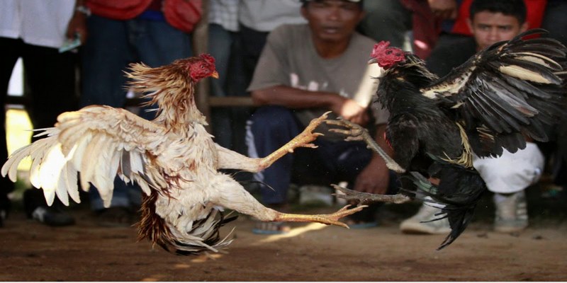 Luật đá gà AE888 là bộ quy định áp dụng cho tất cả các trận đấu tại nền tảng