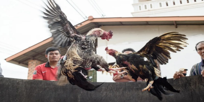 Các quy định quan trọng trong luật đá gà AE888