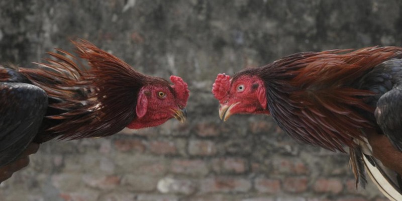 Luật đá gà AE888 cung cấp dữ liệu minh bạch và tỷ lệ cược công khai