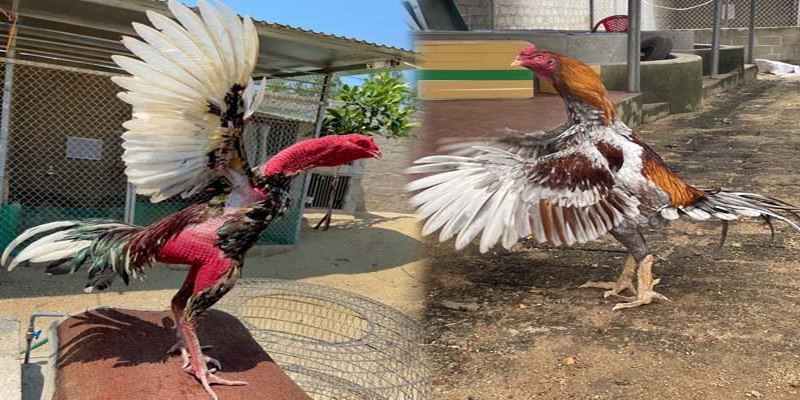 Người mới nên nắm vững các quy định trong luật đá gà AE888 trước khi tham gia