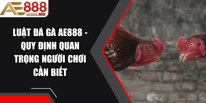 Luật Đá Gà AE888