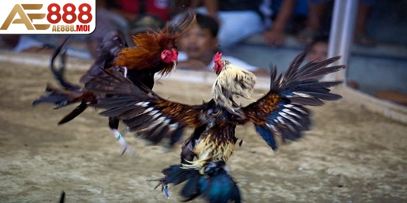 BDD là cả hai con gà cùng chết hoặc cùng không đá nữa