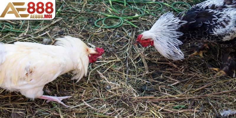 Câu hỏi về thuật ngữ trong đá gà AE888 dành cho bạn 