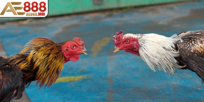 Tầm quan trọng của thuật ngữ trong đá gà AE888