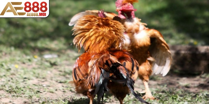 Tổng hợp các thuật ngữ trong đá gà AE888 cơ bản cho bạn 