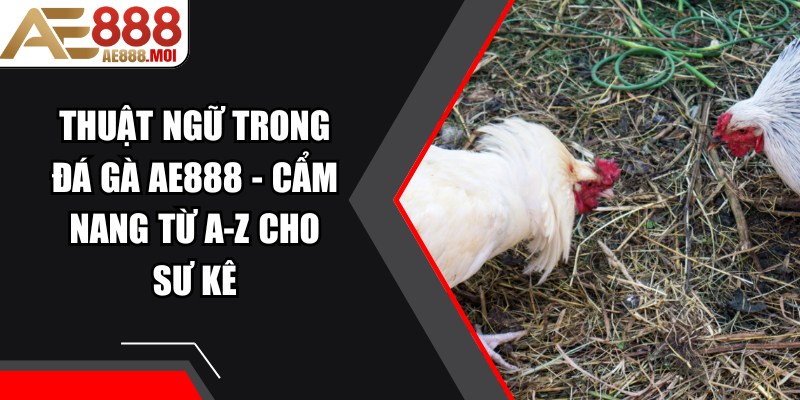 Thuật Ngữ Trong Đá Gà AE888