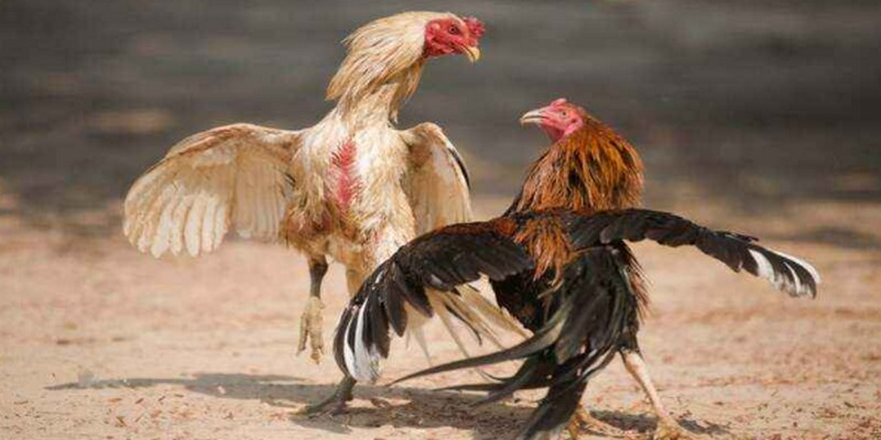 Người chơi có thể đưa ra dự đoán kết quả khi theo dõi trực tiếp gà đá Thomo