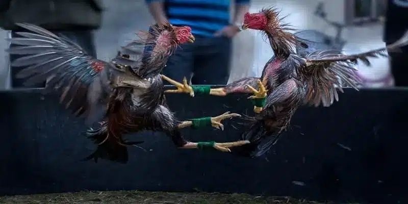 Trung bình mỗi trận chỉ kéo dài từ 5–10 phút, tùy vào kỹ năng và tốc độ chiến kê