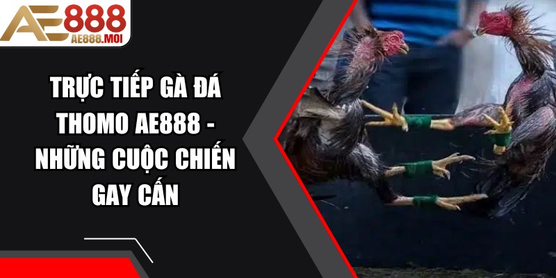 Trực Tiếp Gà Đá Thomo AE888